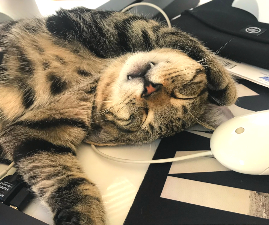 Our ESA Family, Cats Included American Service Pets