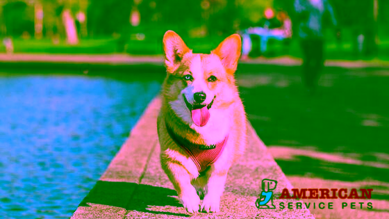 Finding the Right Harness for Your Service Dog 14 Untitled design 49