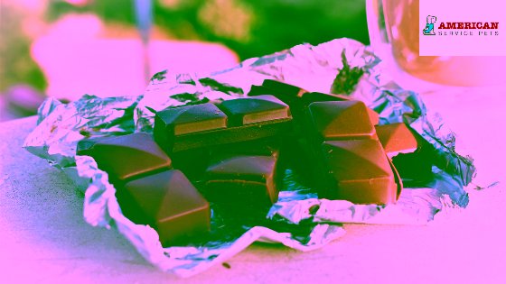 Why Can't I Feed My Pet Chocolate? 15 Untitled design 37