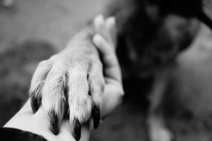 bigstock dog paw takes the woman hand 233599105