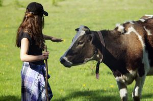 bigstock girl and the cow in a field s 240841771