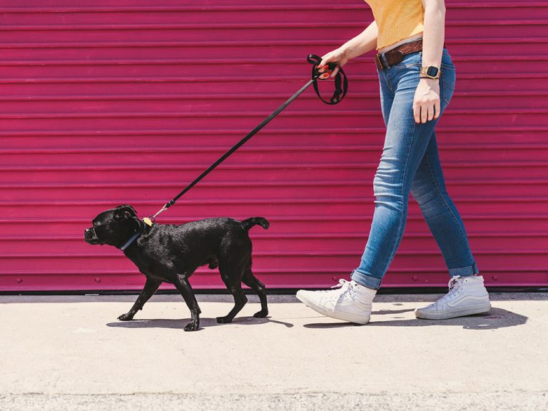 Girl walks Dog