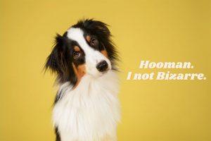 Hooman dog Meme