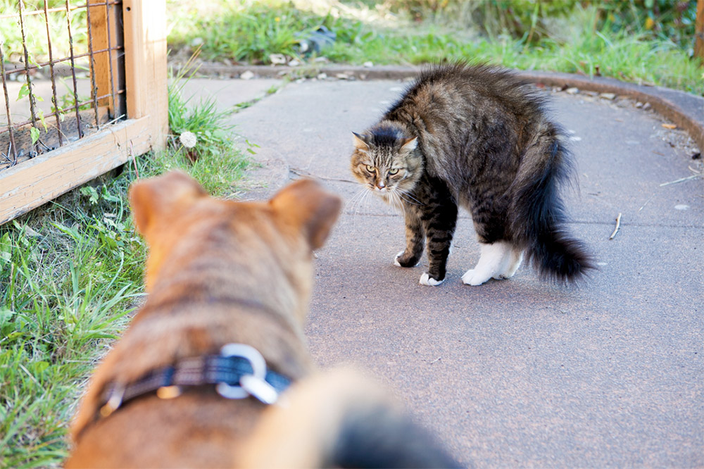 cat scared of dog