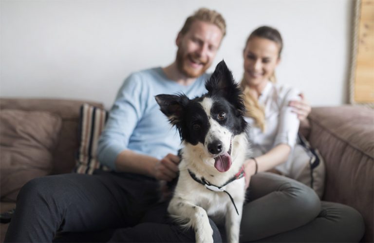 Dog sitting on couch with owners