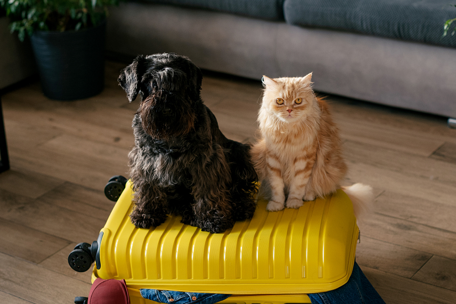 Emotional support animals travelling