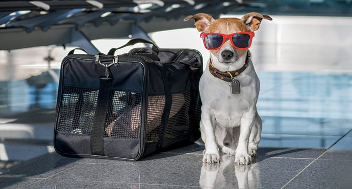 dog ready to travel after reading emotional support animal airline guide