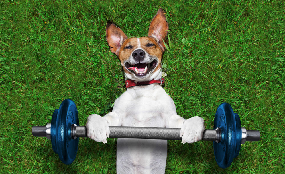 Dog lifting weights