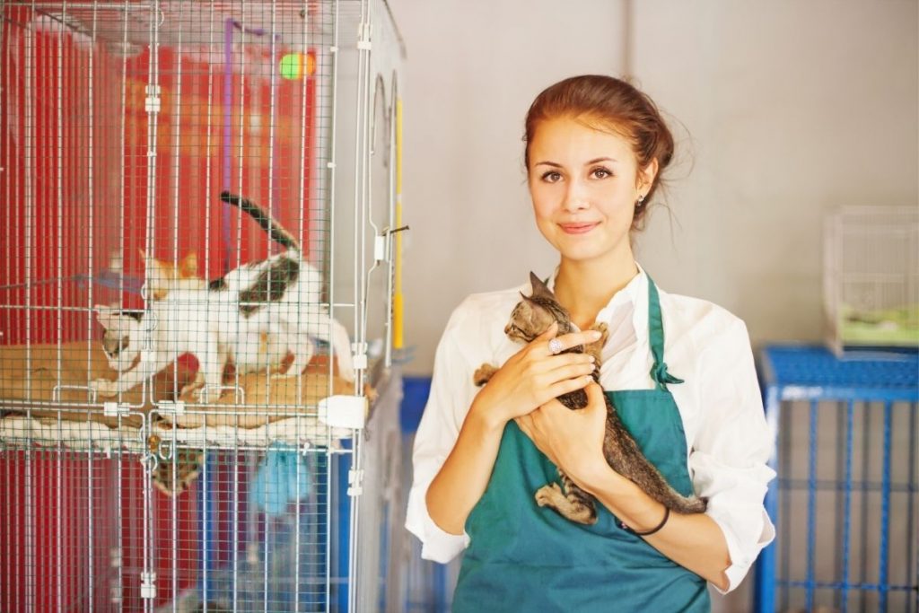 Holiday Volunteer Ideas Designed For The Animal Lover