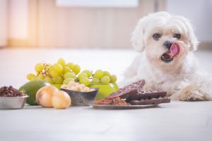 What You Should Know About Toxic Foods for Dogs