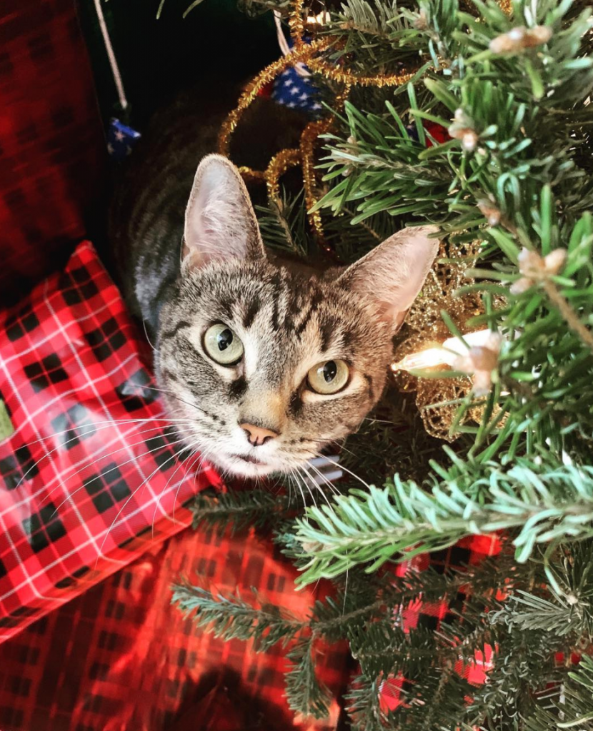 Tips to Keep Your Pet Safe and Enjoy the Holidays