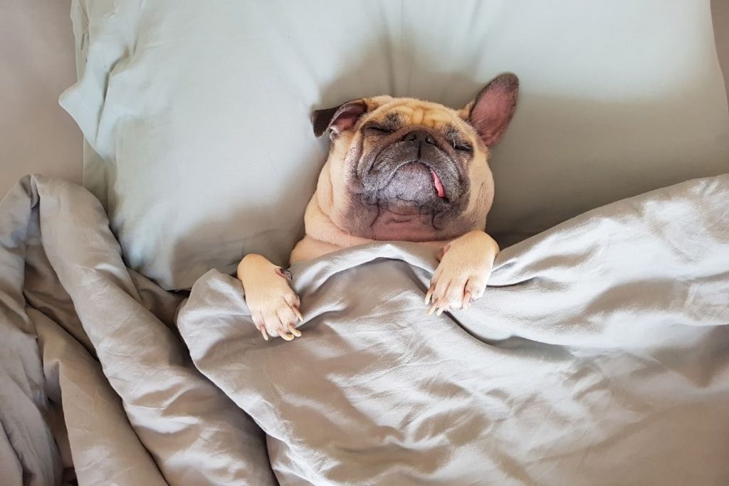 7 Surprising Dog Behaviors New Owners Should Know