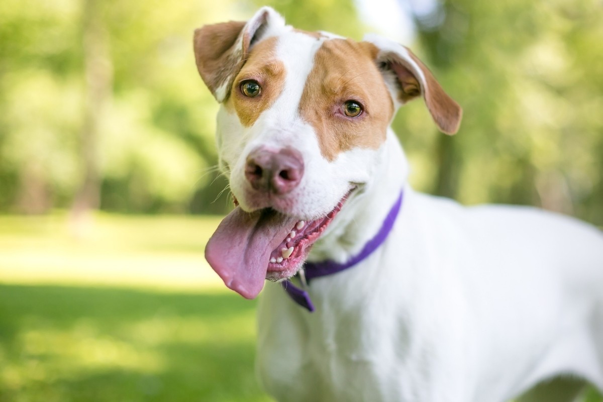 7 Surprising Dog Behaviors New Owners Should Know - American Service Pets