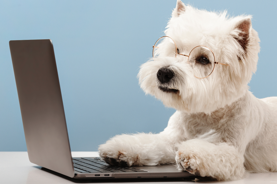 Dog with laptop.
