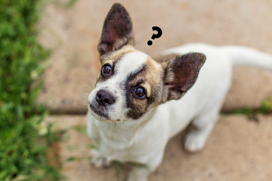Pros and Cons of Pets Subscription Boxes