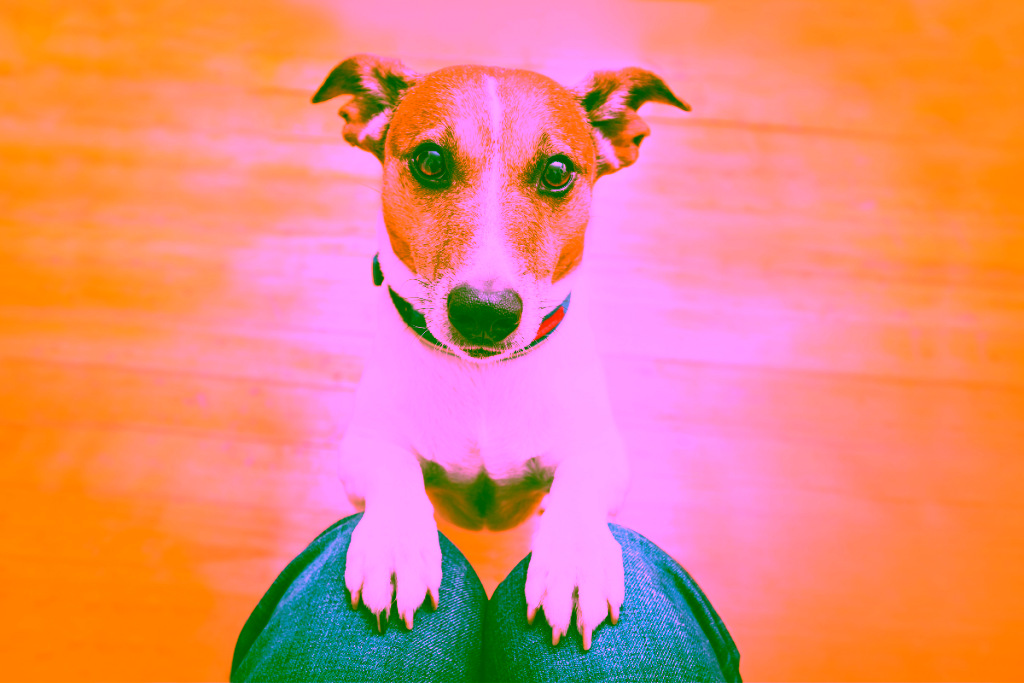 New DOT Rules for Emotional Support Animals: What Every ESA Owner Should Know