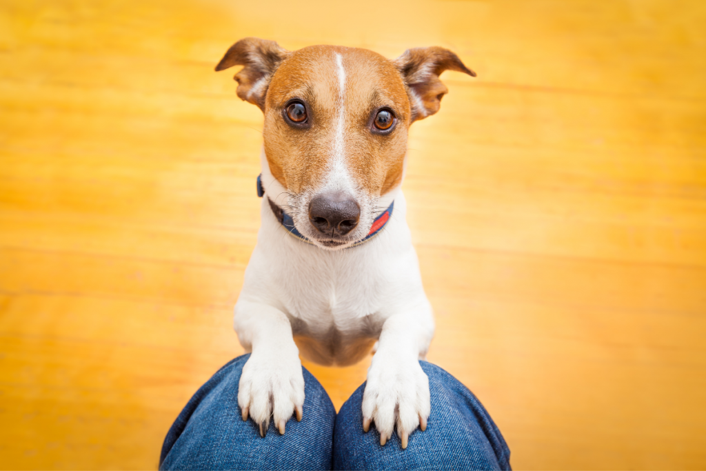 New DOT Rules for Emotional Support Animals: What Every ESA Owner Should Know