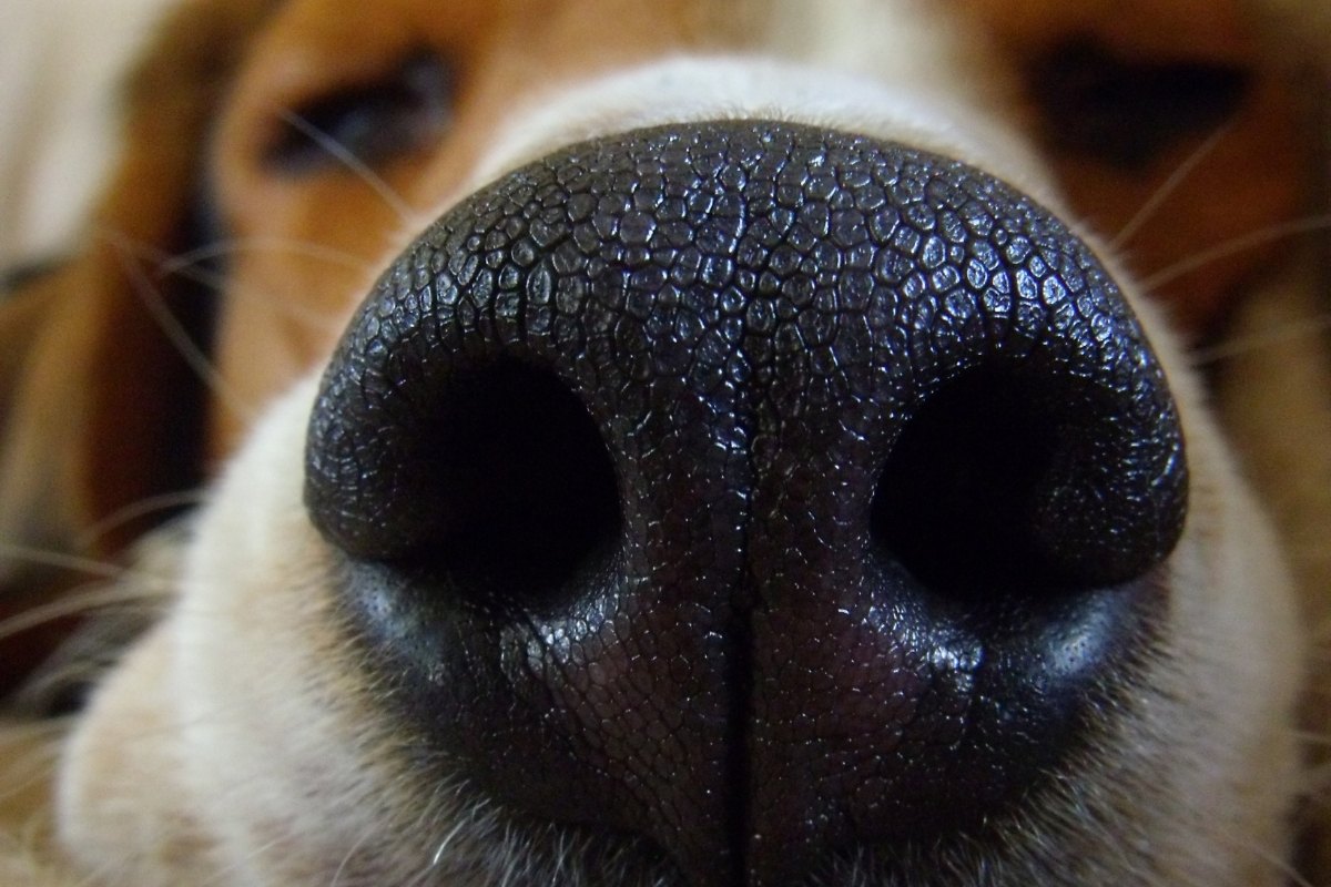 7 Surprising Dog Behaviors New Owners Should Know