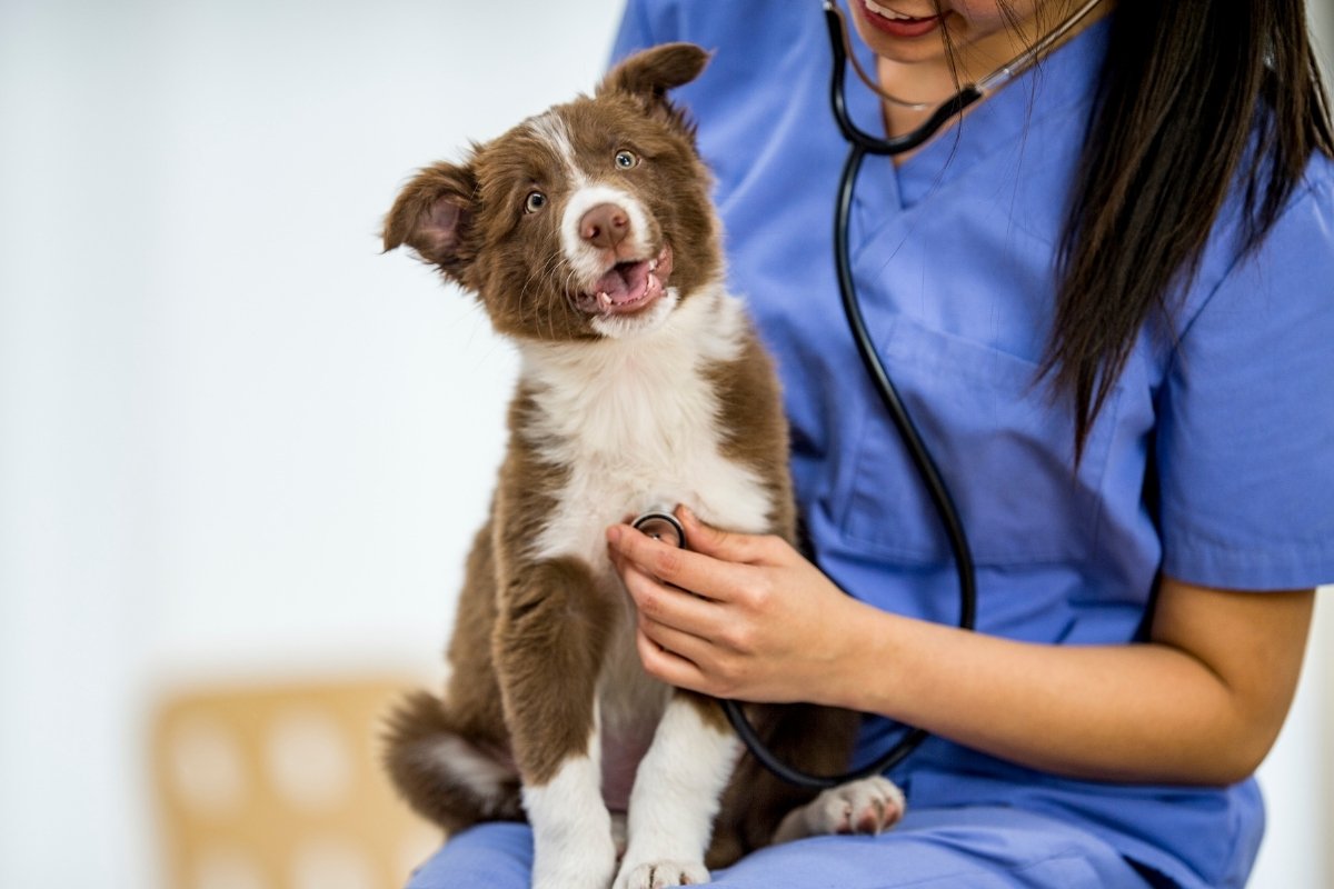 How To Prepare for Your First Vet Visit