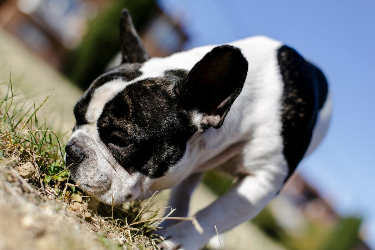 What does my dog's poop mean?