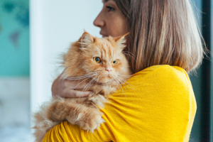 Important Things Every Cat Owner Should Know