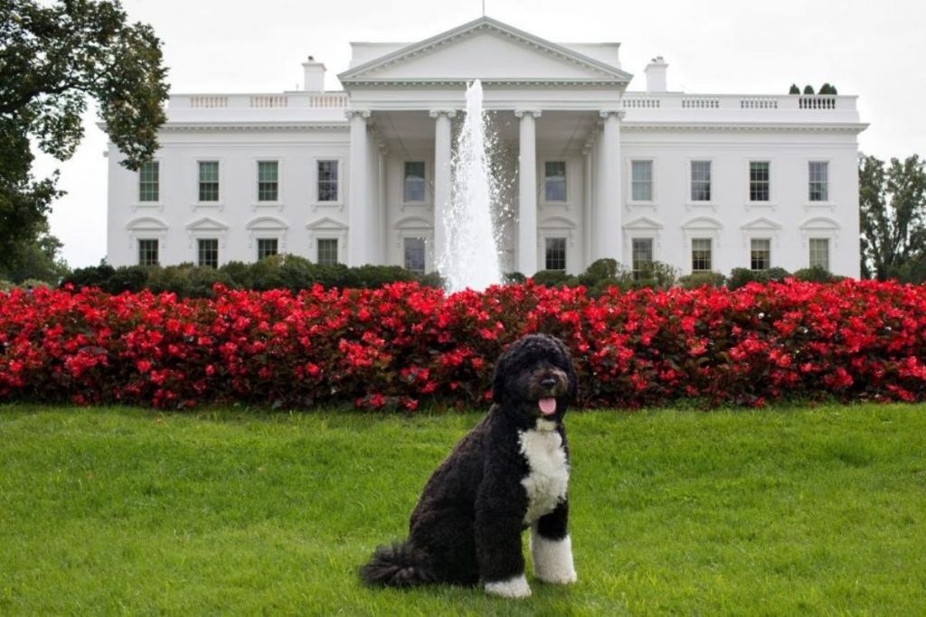Famous Presidential Pets of America