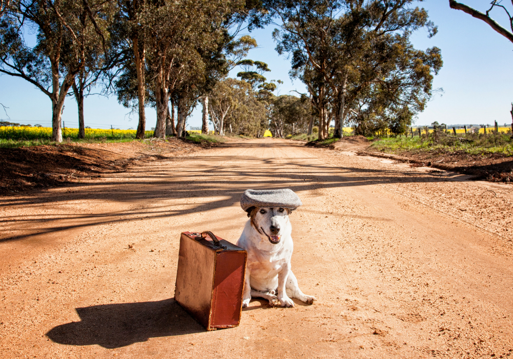 How Emotional Support Animals Help Cope With Anxiety