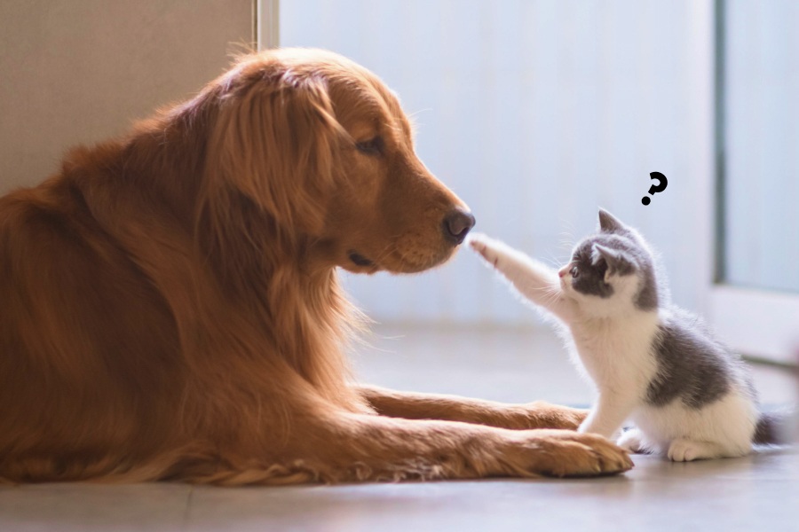 Emotional Support Animals vs Psychiatric Service Dogs
