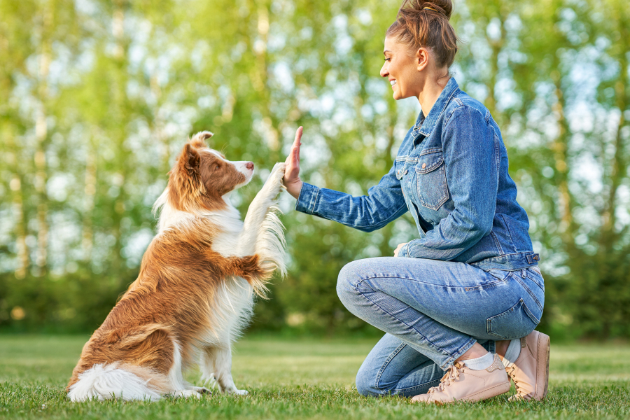 Human training psychiatric service animal