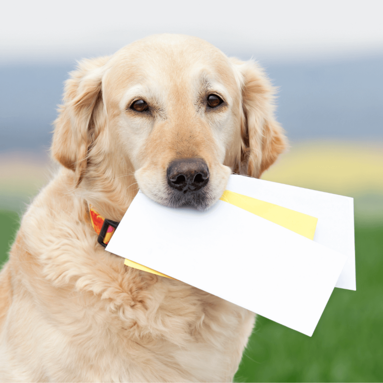 dog carrying your mail