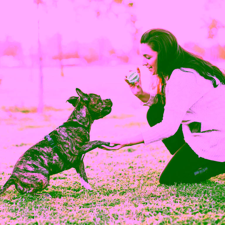 teaching your dog to shake