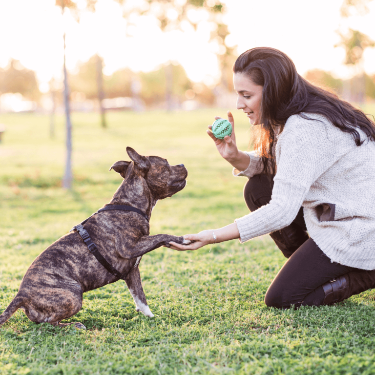 teaching your dog to shake