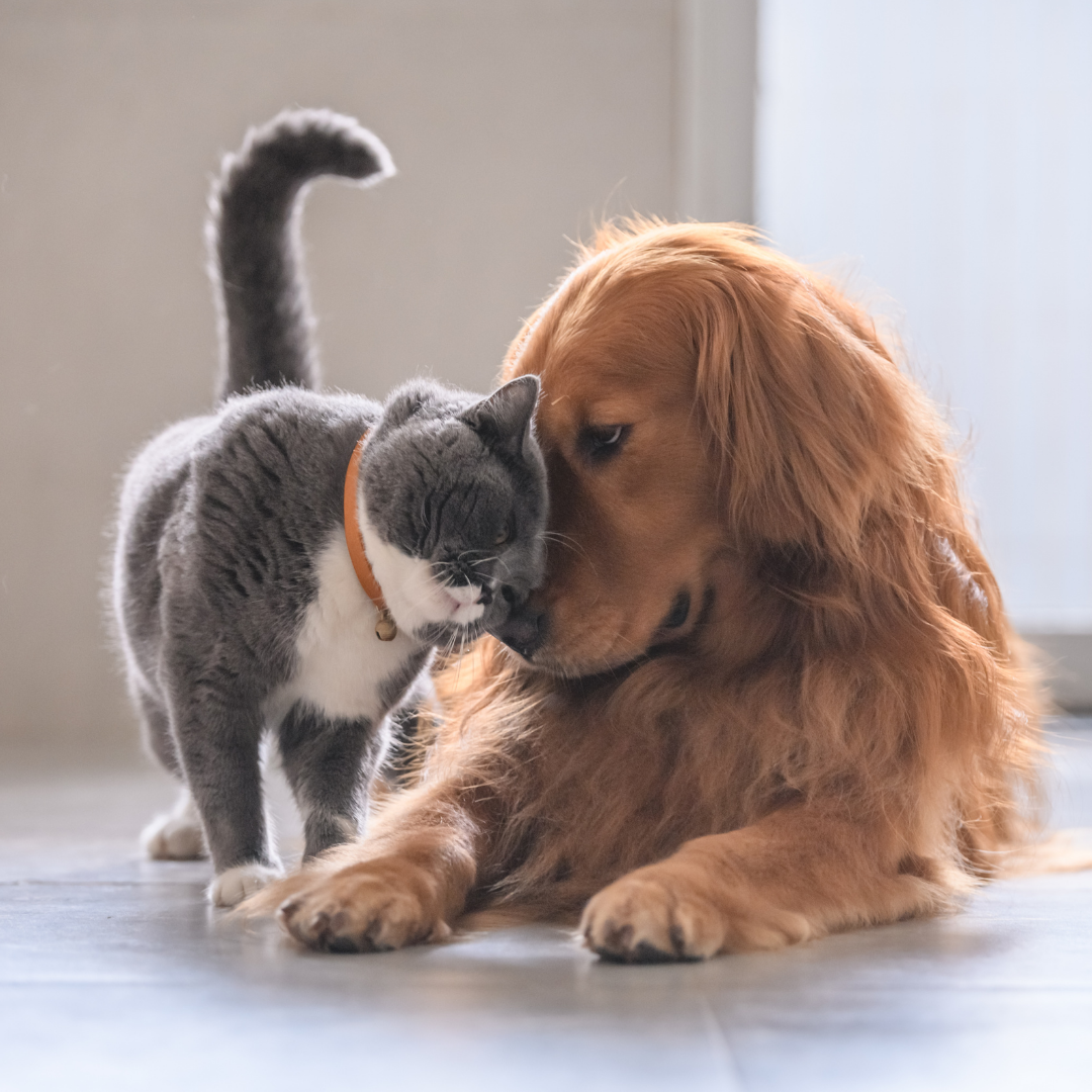 Cats vs Dogs: Which is the Right Emotional Support Animal for You?