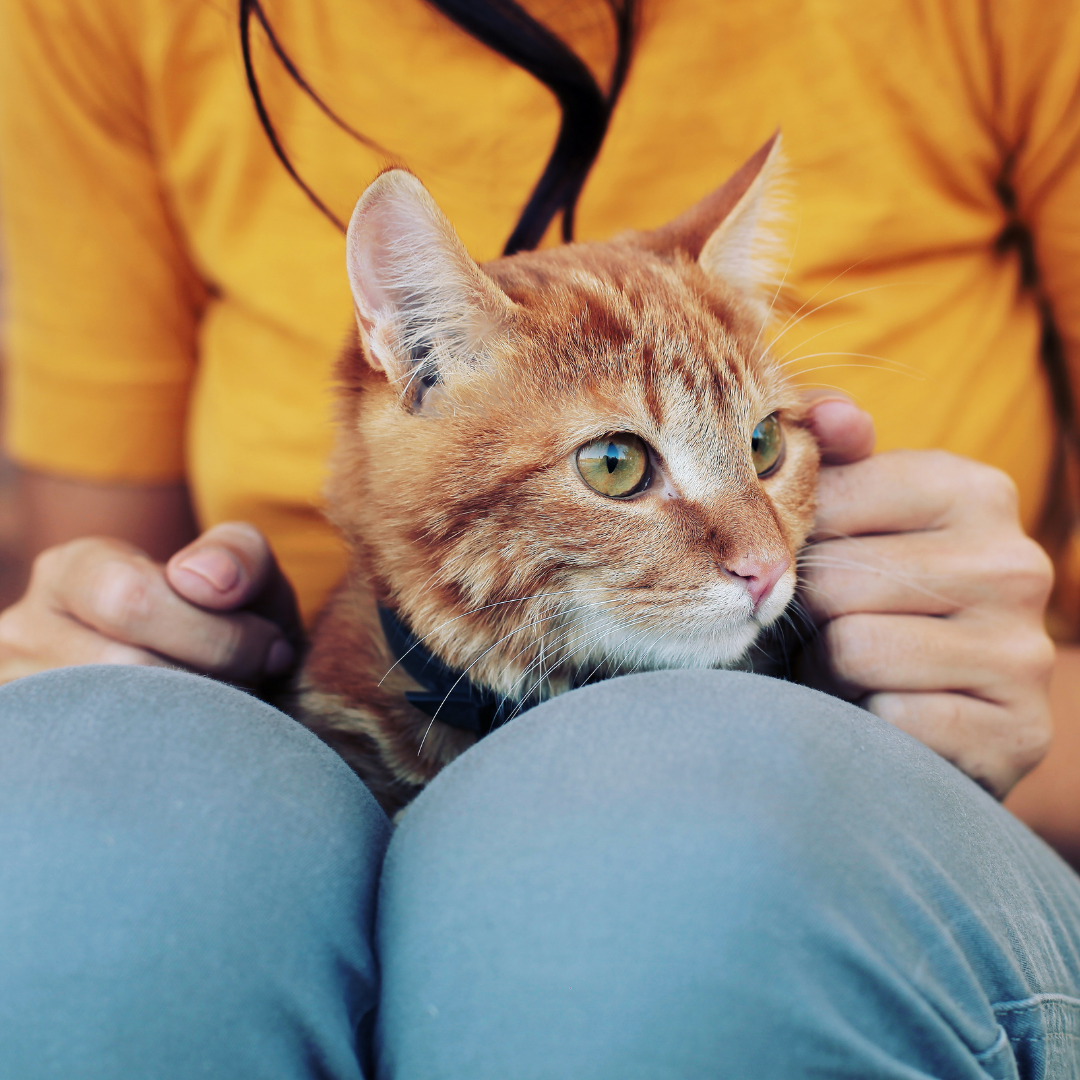 Cats vs Dogs: Which is the Right Emotional Support Animal for You?