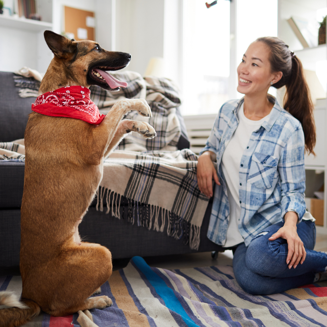 11 Ways to Get Your Dog to Trust, Love and Respect You