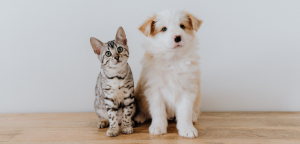 Cats vs Dogs: Which is the Right Emotional Support Animal for You?