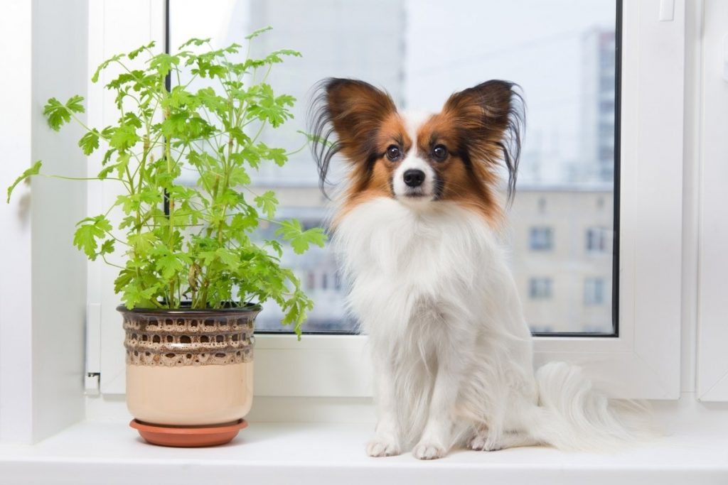 Are Plants Toxic to Dogs? 10 Plants to Avoid if You Are a Dog Owner