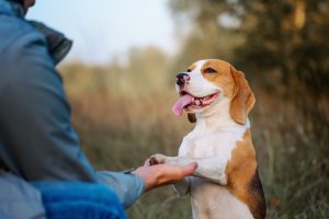 11 Ways to Get Your Dog to Love Trust and Respect You