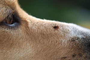 Outdoor Tips for Dog Owners: Snake bites, Ticks, and Overheating