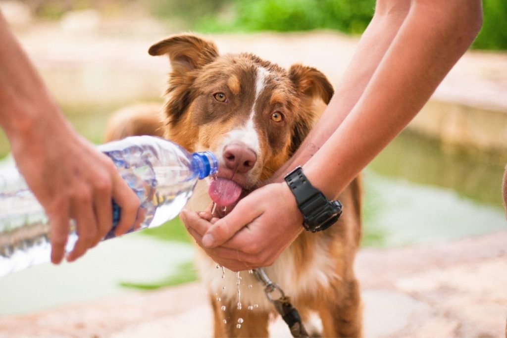 Summer Safety Tips for Dog Owners