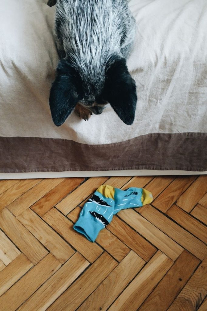 10 strange dog behaviors: stealing socks