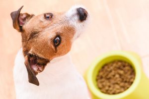 How Do I Choose the Right Food for My Dog?