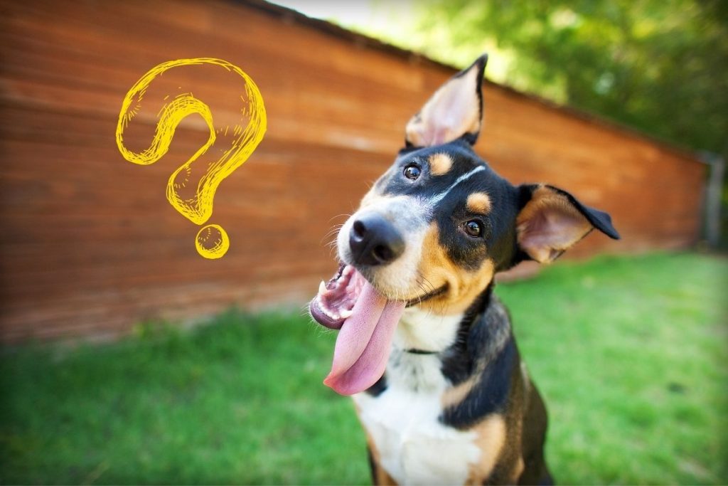 10 Strange Dog Behaviors Explained | American Service Pets