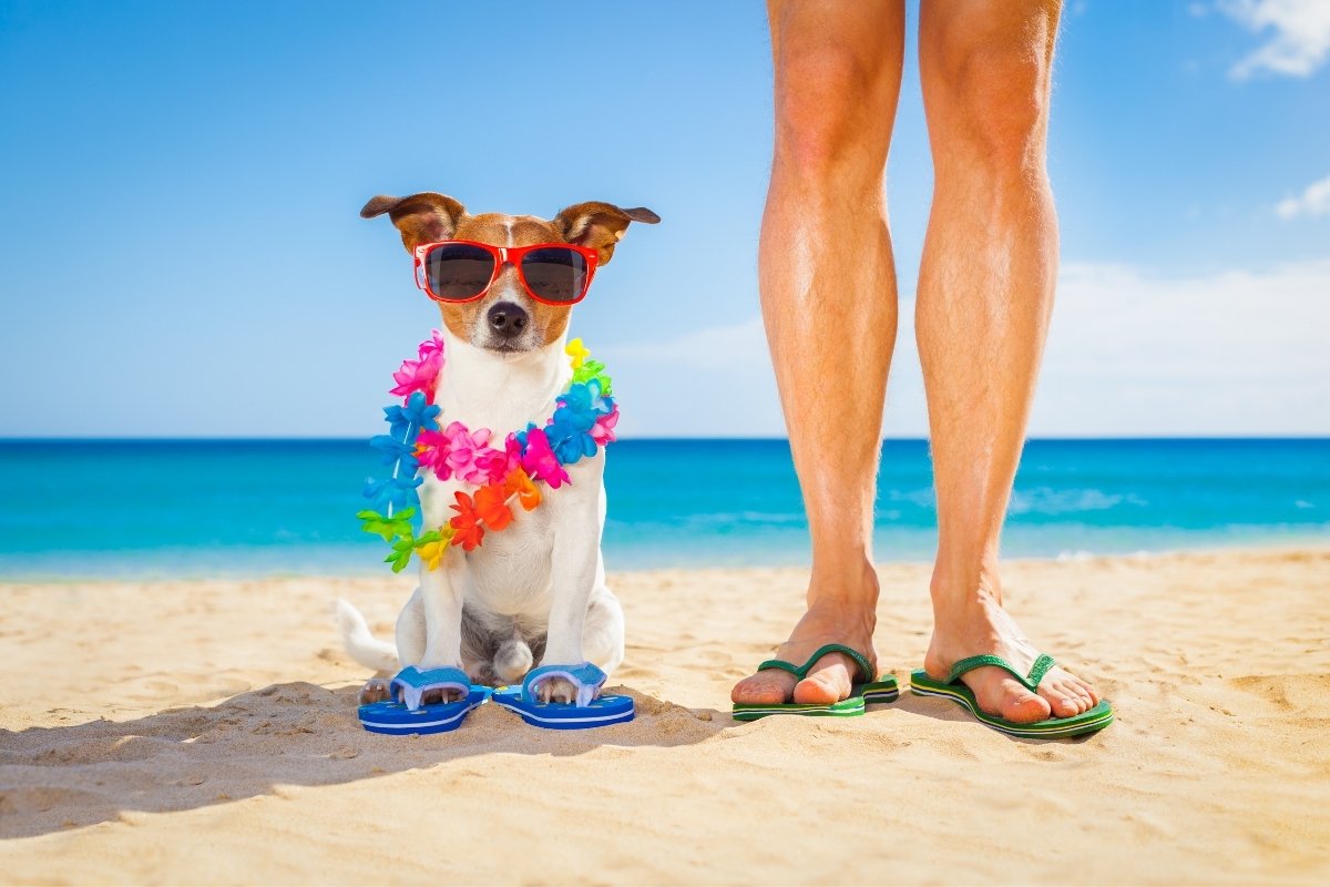 Summer safety tips for dog owners