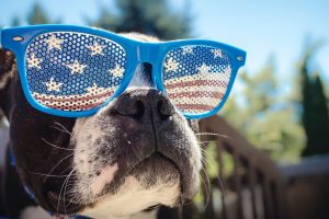 Preparing Your Dog for the 4th of July