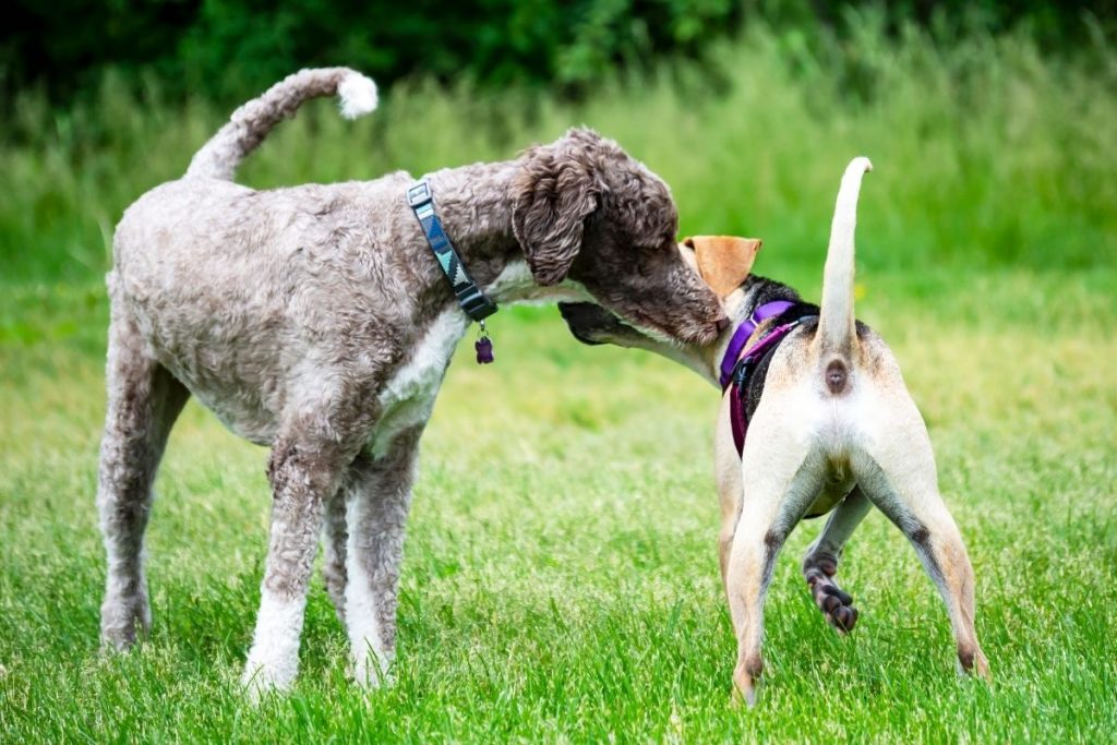 10 strange dog behaviors: sniffing butts