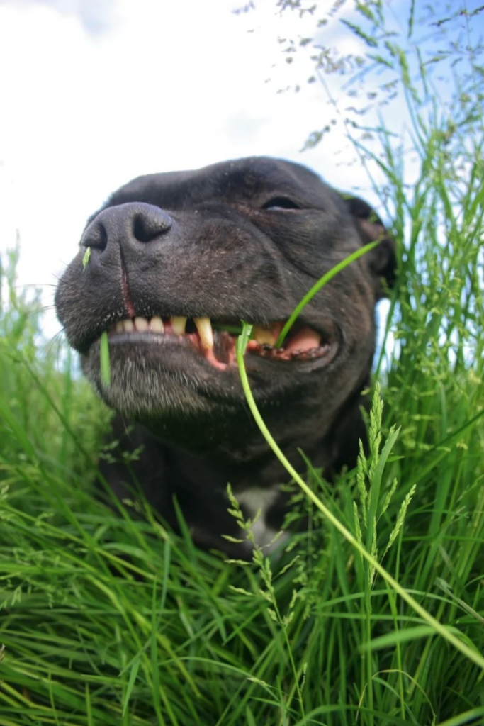10 strange dog behaviors: eating grass
