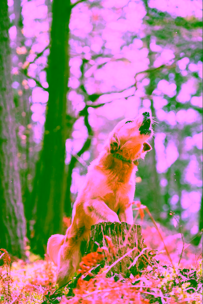 10 strange dog behaviors: howling