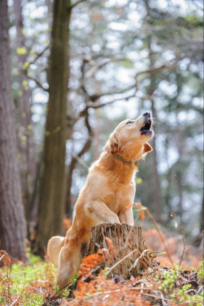 10 strange dog behaviors: howling