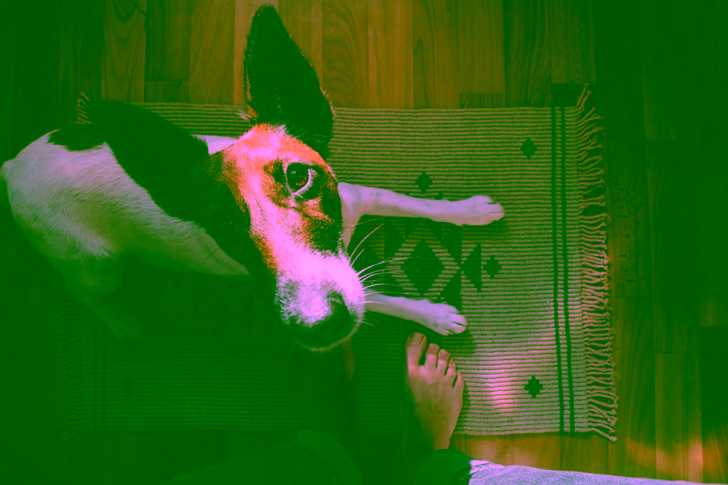 10 strange dog behaviors: sitting on feet